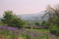 Dales with bluebells