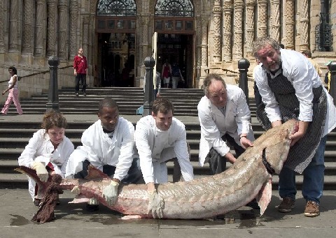 An eight-foot-long sturgeon